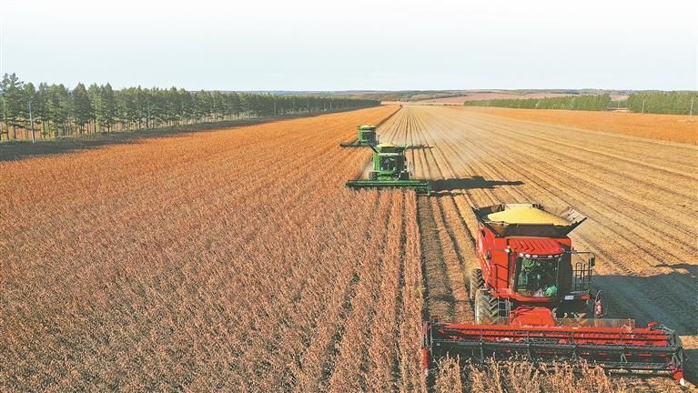 大豆收获作业。庞遵明摄