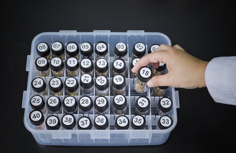 每份种子被包装进密封瓶罐中，并贴上二维码标签纸。新京报记者 薛珺 摄