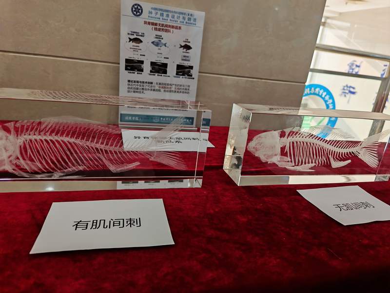 有肌间刺鲫鱼和无肌间刺鲫鱼模型对比。新京报记者 张璐 摄