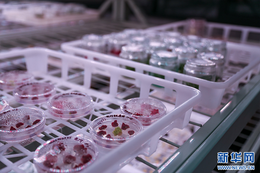 正在培育的花种（12月18日摄）。新华网发（杨桢宇 摄）