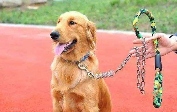 大众帮办｜“遛狗不拴绳违法？”养犬人不知新规红线