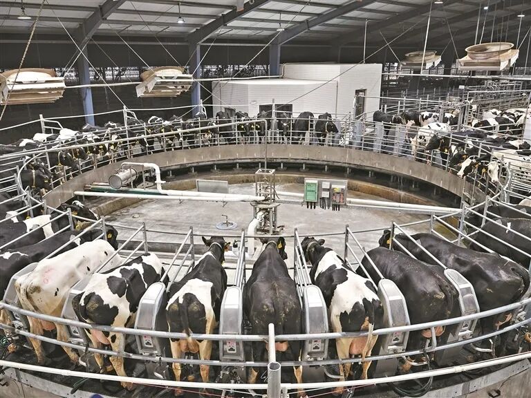 奶牛进入转盘式挤奶机，依次完成自动化挤奶。