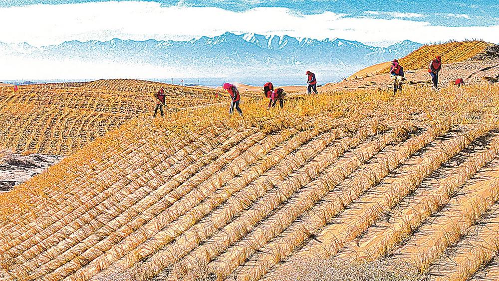 　　肃南裕固族自治县明花乡西南部干旱荒漠区，“绿色使者”用稻草营建阻沙网。王 将 祁晓蓓 王亚楠 摄