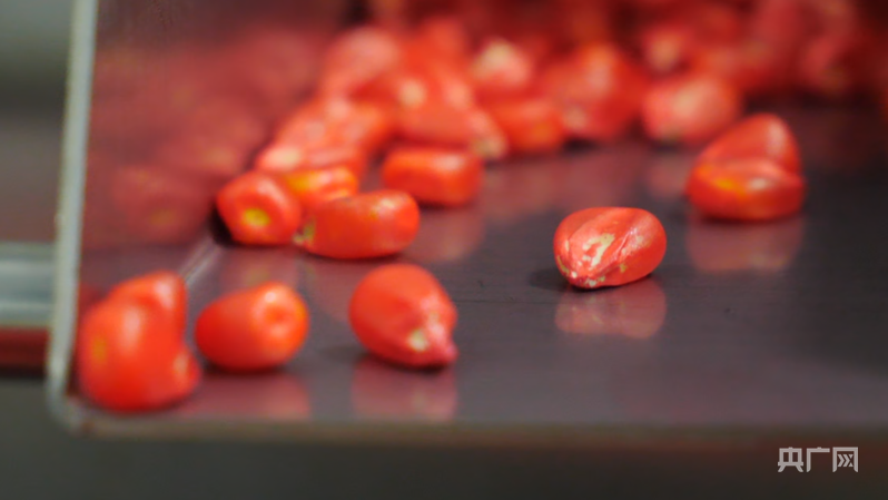 颗粒饱满的玉米种子（央广网记者 魏晋雪 摄）