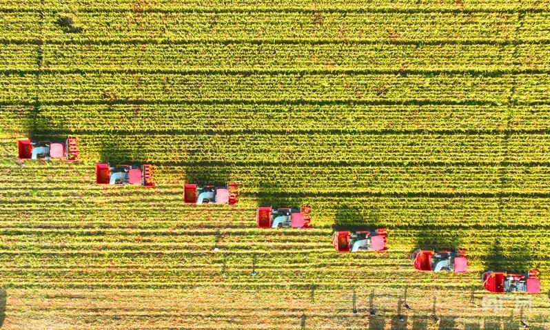 制种玉米机械化收割（央广网记者 魏晋雪 摄）