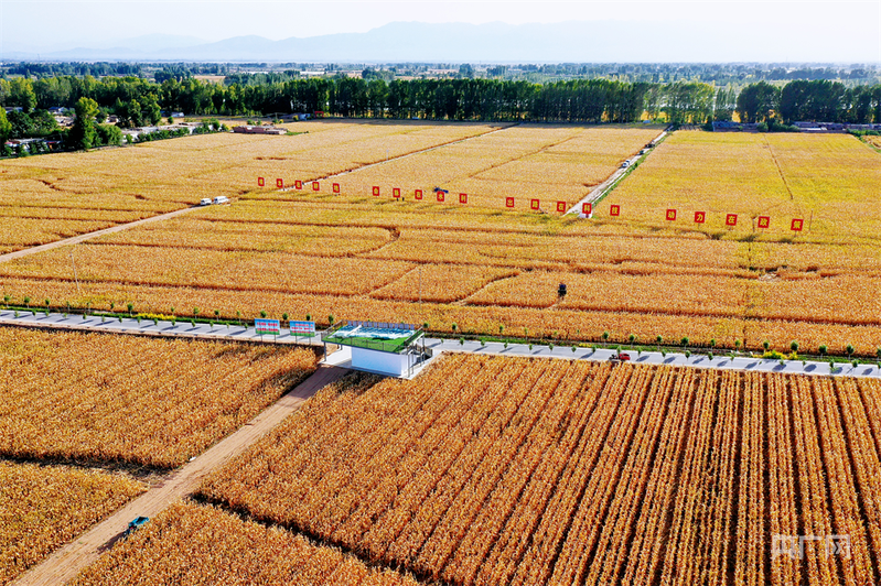 张掖玉米（央广网发 张掖市融媒体中心供图）