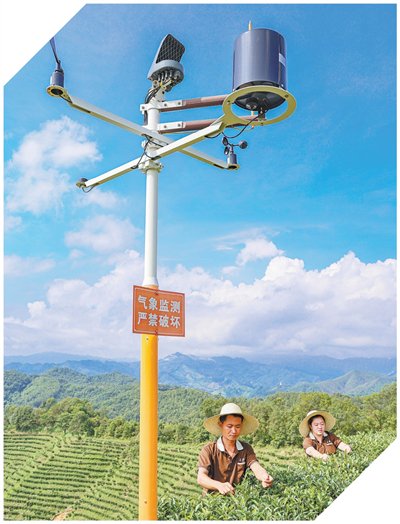 廣西梧州市蒼梧縣六堡鎮六堡村的智慧農業茶園氣象監測設備。顏桂海攝