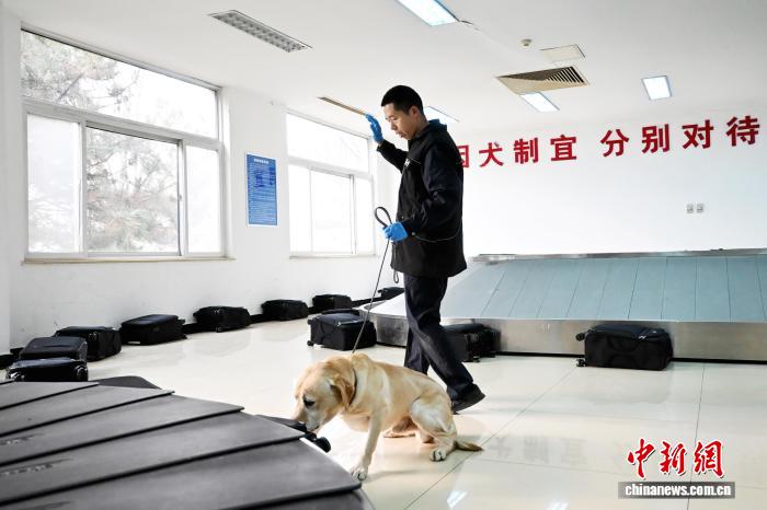 京津冀海關監管工作犬正在參加考核。陳子衿 攝