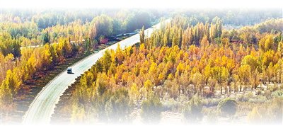 甘肅張掖市臨澤縣的「三北」防護林網。王 將攝