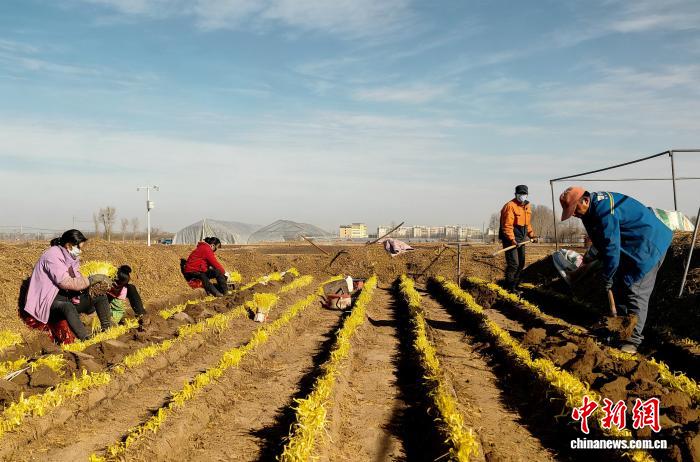 寒冬時節，甘肅省武威市民勤縣蔡旗鎮的韭黃基地裡，種植戶採收韭黃。榮小勤 攝