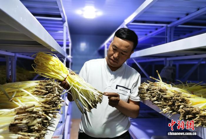 冷藏車間里的品質把控，民勤種植戶查看預冷韭黃。(資料圖) 馬愛彬 攝