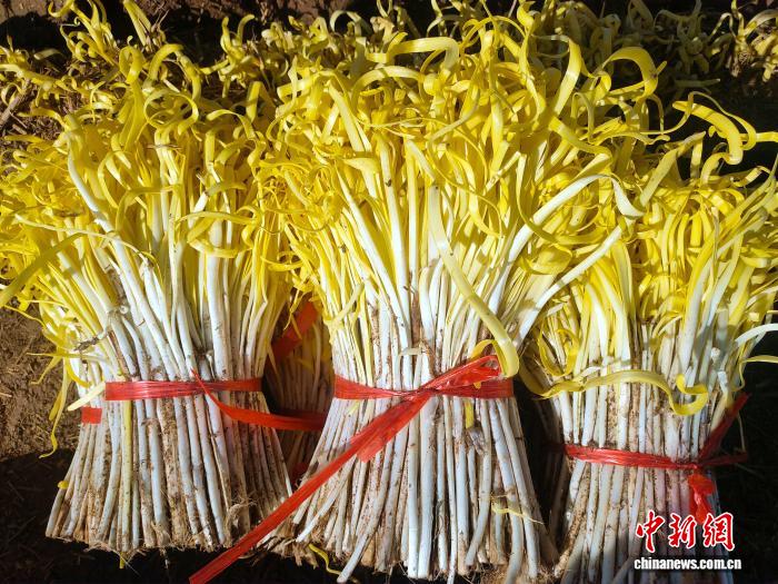 葉黃如金，莖似玉的民勤韭黃。馬愛彬 攝