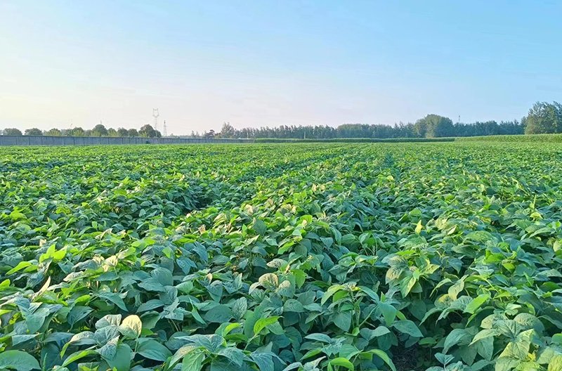 南京農業大學試驗田。埇橋區委宣傳部供圖