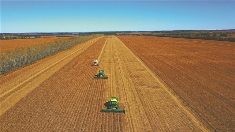 北大荒集团大豆收获现场（资料片）。庞遵明摄