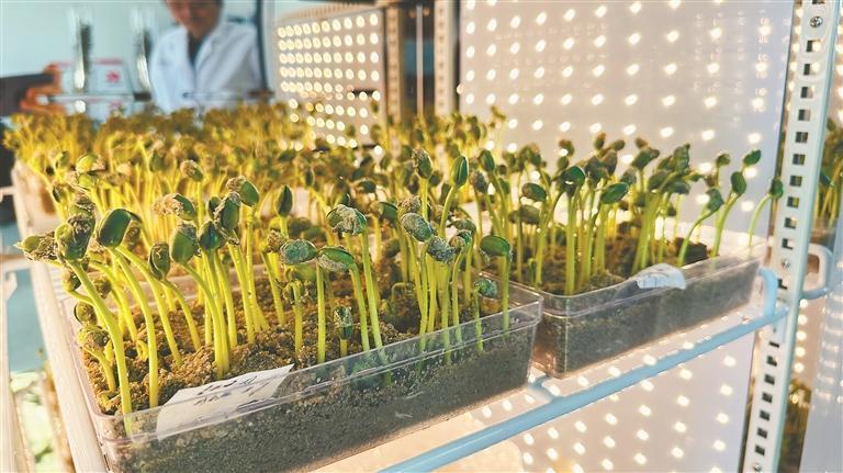尖山农场大豆种子发芽试验。庞遵明摄