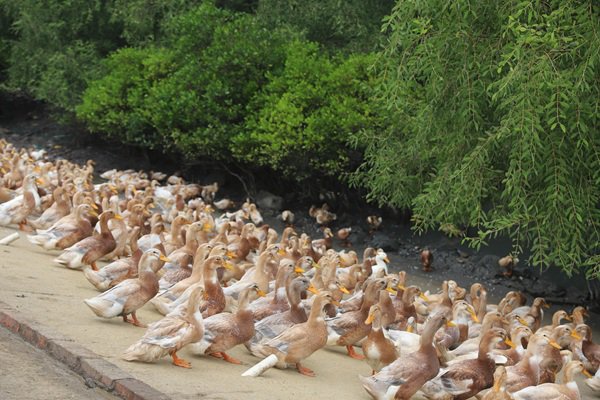 ��������̬��ֳʾ������