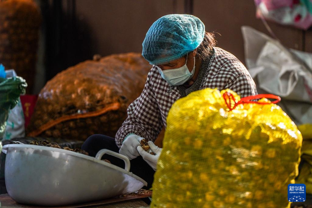 2026年1月8日，在雲南省永平縣的農家小院內，村民坐在核桃堆旁開殼取核桃仁。新華社記者 彭奕凱 攝