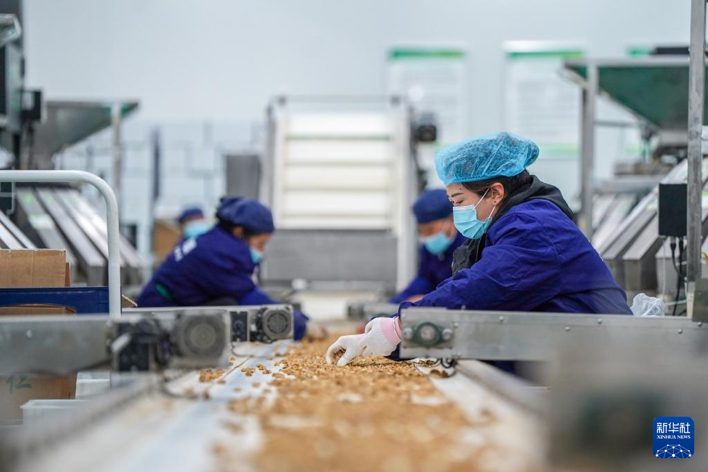 2026年1月8日，雲南農墾大理核桃產業有限責任公司的工人在分揀核桃仁。新華社記者 彭奕凱 攝