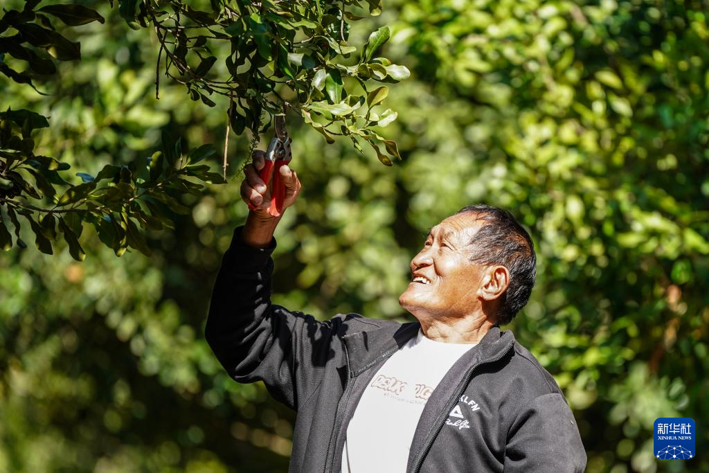 2026年1月6日，雲南省臨滄堅果產業發展帶頭人畢家富在臨滄市永德縣的一片堅果樹林修剪樹枝。新華社記者 彭奕凱 攝