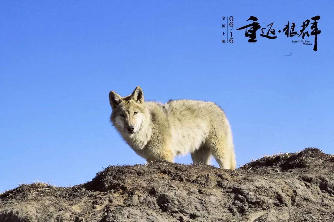 《重返·狼群》劇照 格連 攝影 亦風