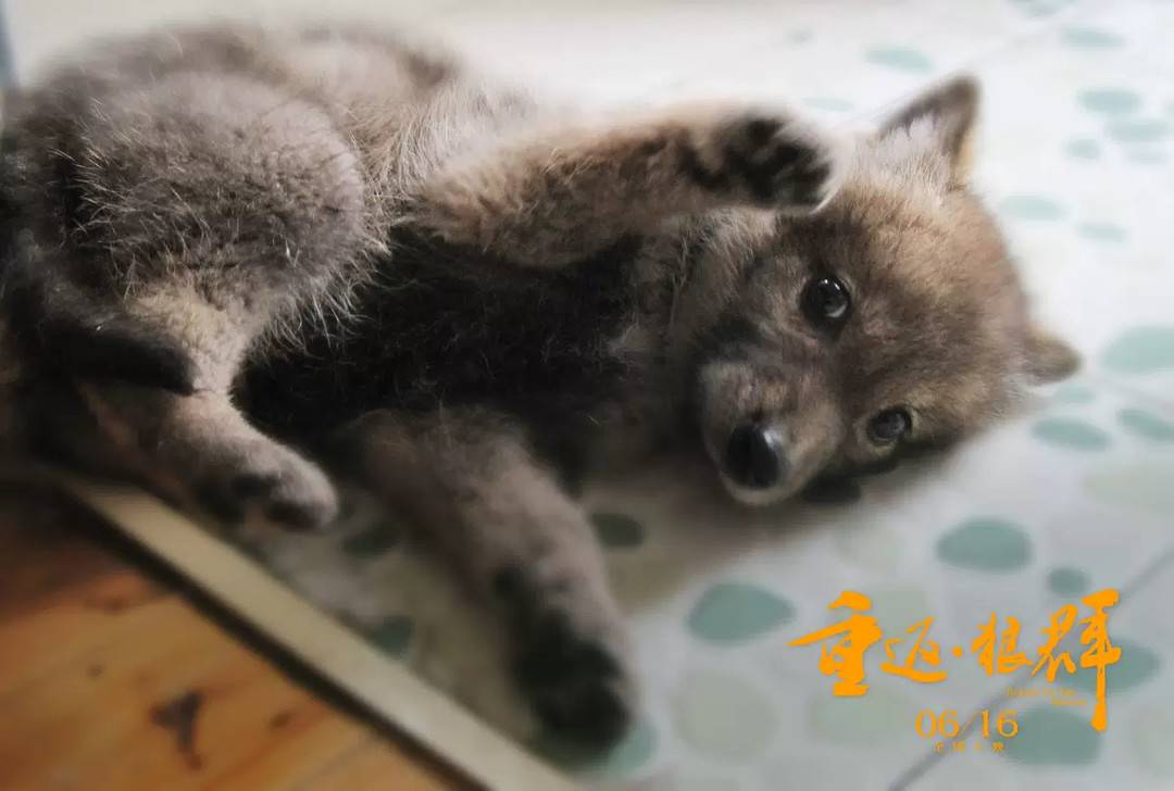 《重返·狼群》 劇照 幼時的格連 攝影 亦風