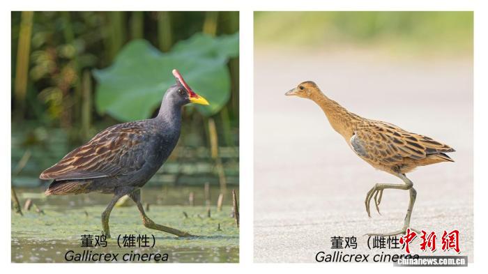 董雞。管委會 供圖