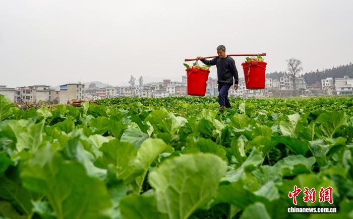 圖為村民挑運採摘的鬆花菜。盧忠南 攝 
