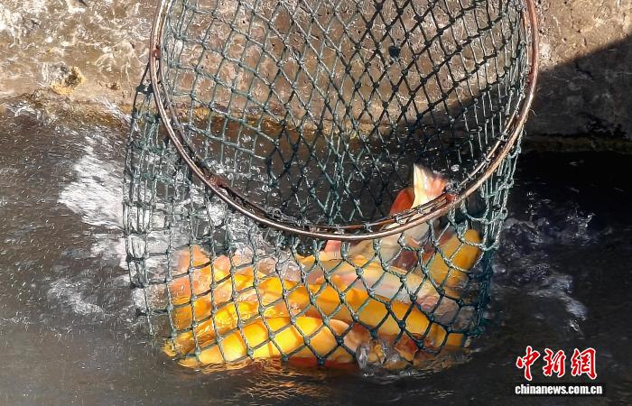 由天山雪水孕育的三文魚、虹鱒等名貴冷水魚成為消費市場的「新寵」。毛阿拉騰圖雅 攝