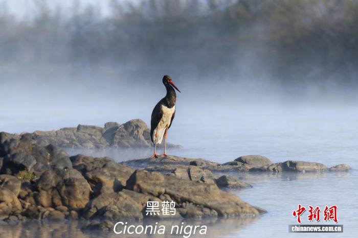 黑鸛。管委會 供圖