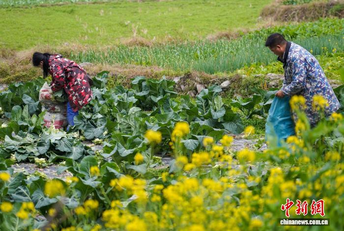 圖為村民在田間把採摘的鬆花菜裝袋。盧忠南 攝 
