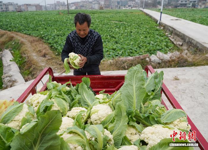 圖為村民把採摘的鬆花菜裝車。盧忠南 攝 
