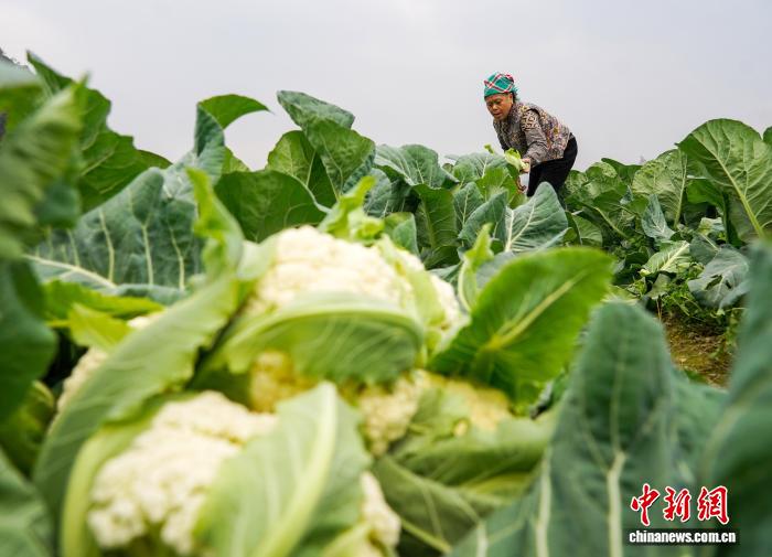 圖為村民在田間採摘鬆花菜。盧忠南 攝 