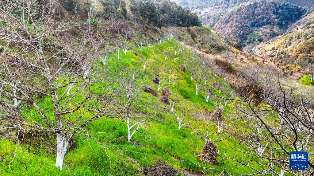 2026年1月8日在雲南省永平縣北鬥鄉拍攝的核桃樹種植林（無人機照片）。新華社記者 彭奕凱 攝