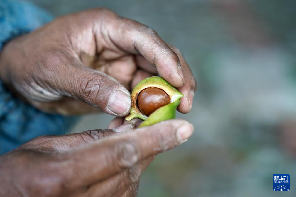 2026年1月5日，雲南省臨滄市林業科學院臨滄堅果研究所所長白海東在科研基地查看堅果果實。新華社記者 彭奕凱 攝