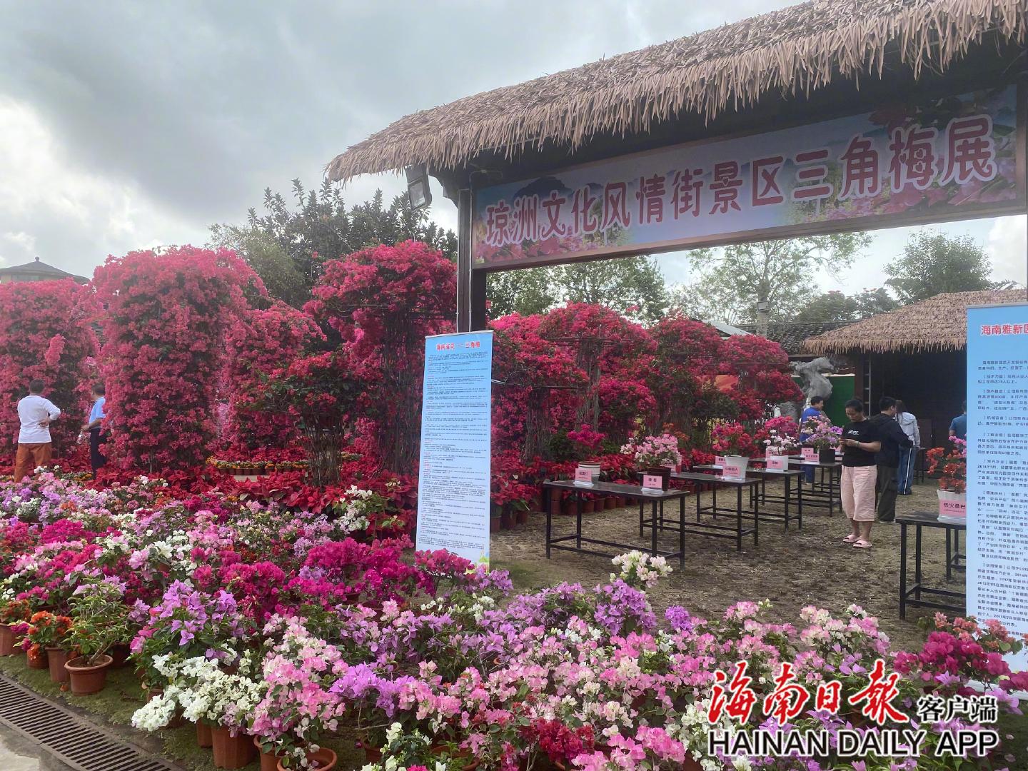 ​2023年3月，海口琼洲文化风情街举办特色三角梅展。资料图
