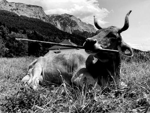 图片来源:Antonio Osuna Mascaro