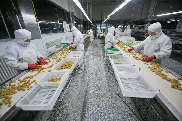 宽城一家板栗加工企业的生产车间。王立群 摄