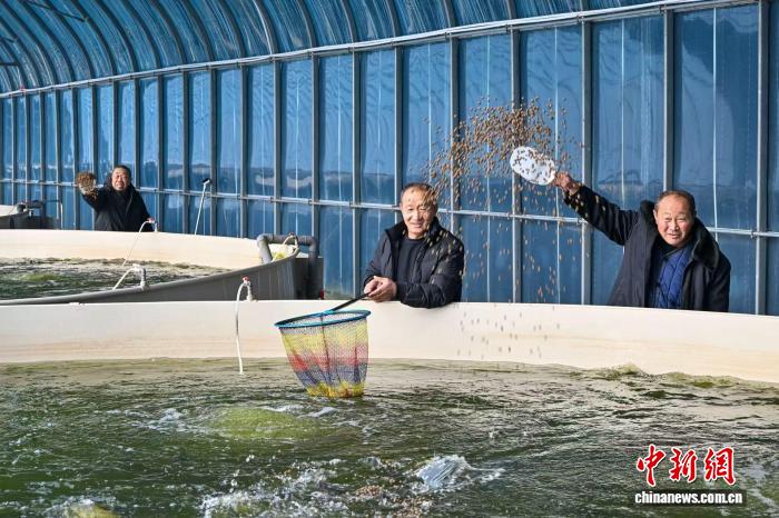 工人為鱸魚投喂專用飼料。王中勳 攝