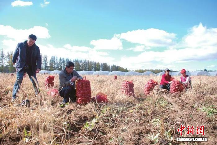 圖為工人打包馬鈴薯。王中勳 攝