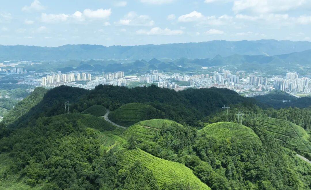 湄潭象山生态茶园(罗德雄摄)