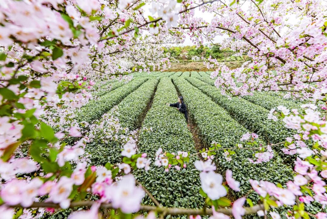 湄潭县兴隆镇小茶海(罗德雄摄)