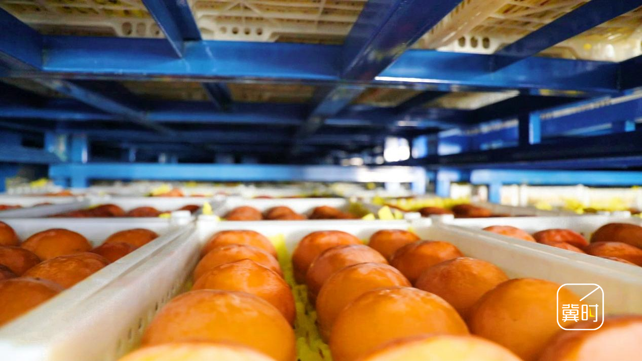 數九隆冬，保定易縣太行山區的萬畝柿園褪去了秋日的橙紅，山腳下的冰柿加工車間內，卻是另一派火熱景象。