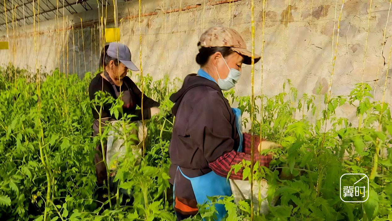 走進承德灤平縣新碩農業的溫室大棚，番茄植株整齊排列，串串果實如寶石般嬌豔欲滴，工人們穿梭其中，正忙著採摘、分揀。