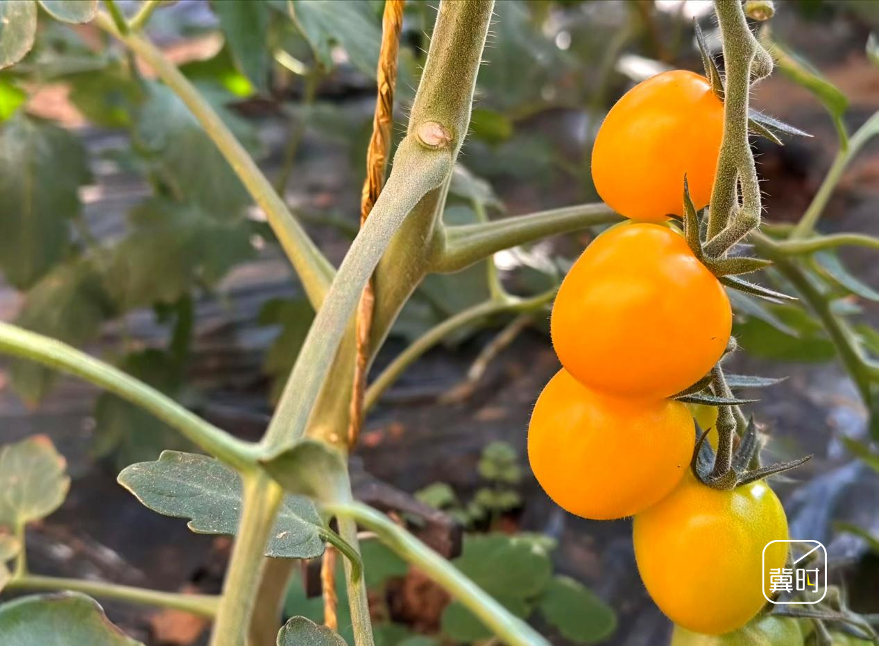 走進承德灤平縣新碩農業的溫室大棚，番茄植株整齊排列，串串果實如寶石般嬌豔欲滴，工人們穿梭其中，正忙著採摘、分揀。