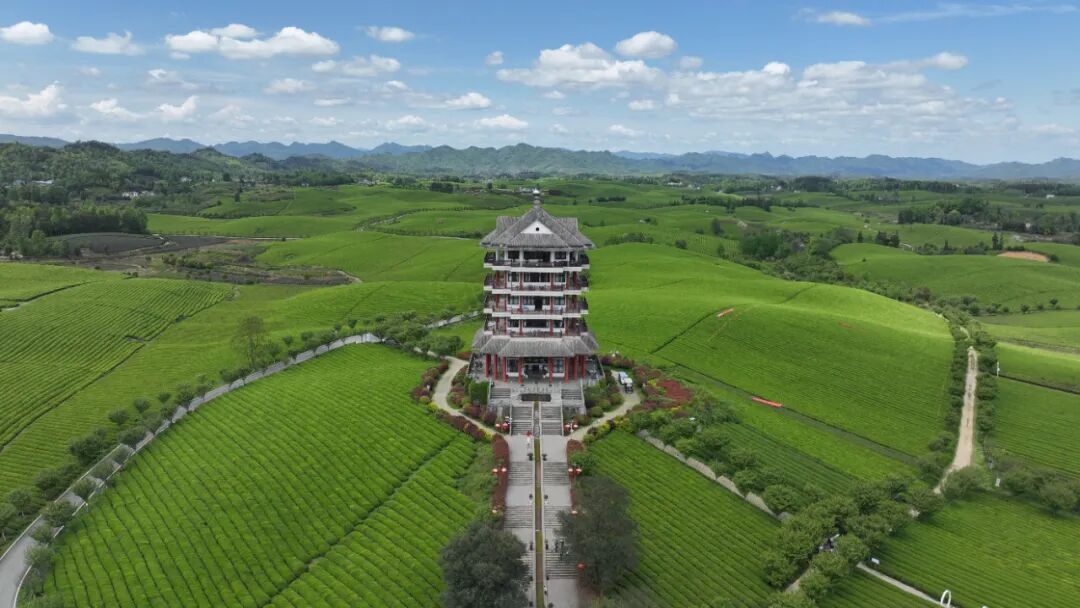 中国茶海(罗德雄摄)