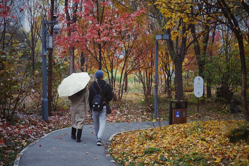 2024年11月13日，北京市西城区广阳谷城市森林公园，游客在彩叶下散步。 资料图/新京报记者 薛珺 摄