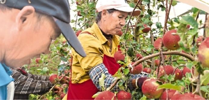 毕节市威宁自治县牛棚苹果种植基地，当地村民正在采摘苹果。 （贵阳银行供图）