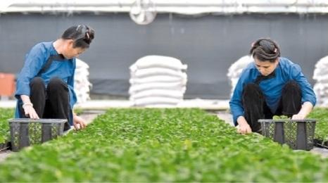 黔东南州榕江县贵州甜甜榕江农业贸易有限公司育苗大棚,工人正在进行迁苗作业。 (贵阳银行供图)