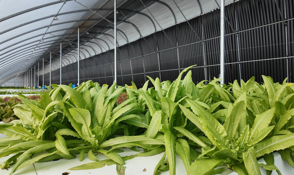 水培蔬菜长势良好