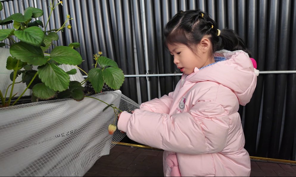 小朋友采摘草莓